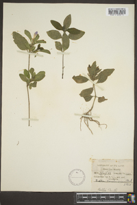 Ruellia caroliniensis image