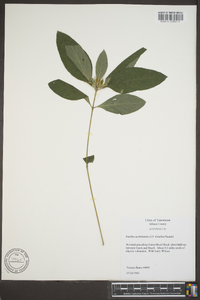 Ruellia caroliniensis image