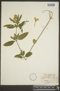 Ruellia caroliniensis image