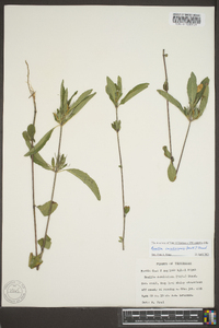 Ruellia caroliniensis image