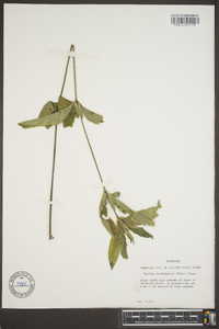 Ruellia caroliniensis image