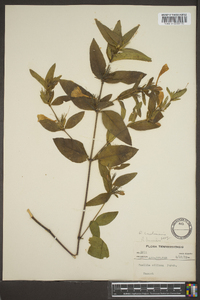 Ruellia caroliniensis image