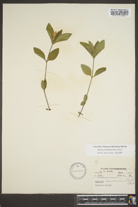 Ruellia caroliniensis image