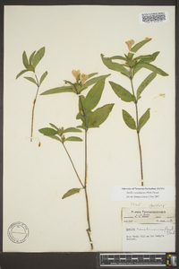 Ruellia caroliniensis image