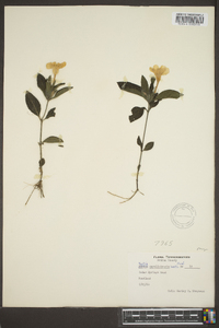 Ruellia caroliniensis image