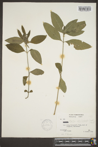 Ruellia caroliniensis image