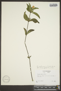 Ruellia caroliniensis image