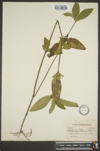 Ruellia caroliniensis image