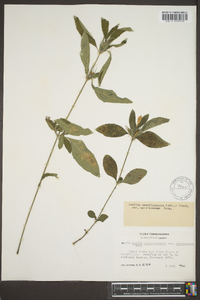 Ruellia caroliniensis image