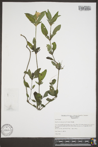 Ruellia caroliniensis image