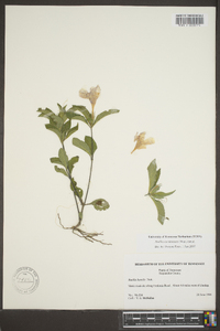 Ruellia caroliniensis image