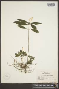 Ruellia caroliniensis image