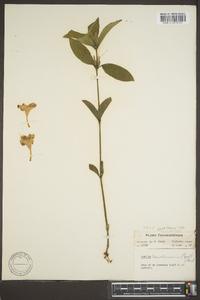 Ruellia caroliniensis image