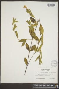 Ruellia humilis image