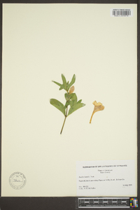 Ruellia humilis image