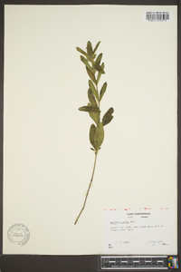 Ruellia humilis image