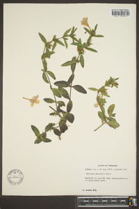 Ruellia humilis image