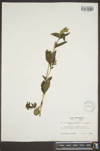 Ruellia humilis image