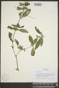 Ruellia strepens image