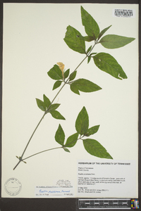 Ruellia strepens image