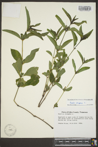 Ruellia strepens image