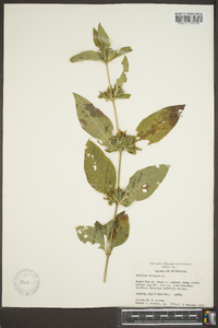 Ruellia strepens image