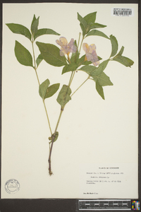 Ruellia strepens image