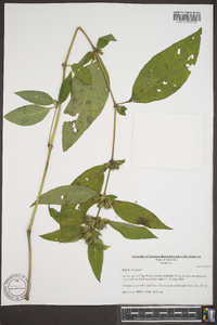 Ruellia strepens image