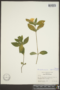 Ruellia caroliniensis image