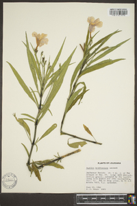 Ruellia caroliniensis image