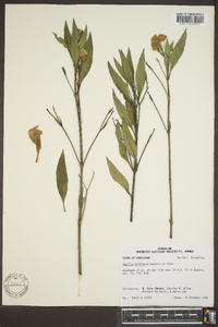 Ruellia caroliniensis image