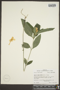 Ruellia caroliniensis image