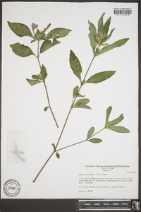 Ruellia caroliniensis image