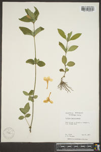 Ruellia caroliniensis image