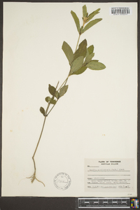 Ruellia caroliniensis image