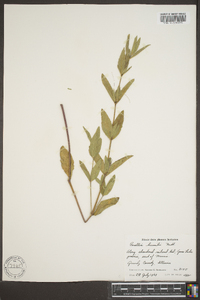 Ruellia humilis image