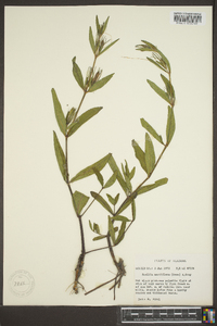 Ruellia noctiflora image