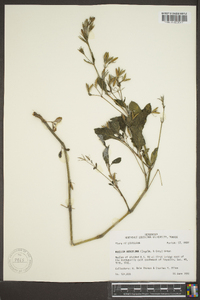 Ruellia ciliatiflora image