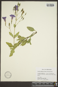 Ruellia ciliatiflora image