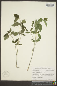 Ruellia pedunculata image