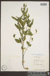 Ruellia pedunculata image