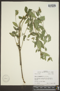 Ruellia pedunculata image