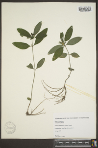 Ruellia caroliniensis image