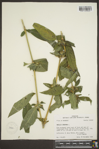 Ruellia strepens image