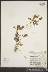 Stenandrium floridanum image