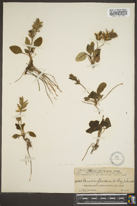 Stenandrium floridanum image