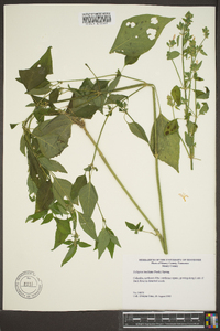 Dicliptera brachiata image