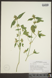 Dicliptera brachiata image