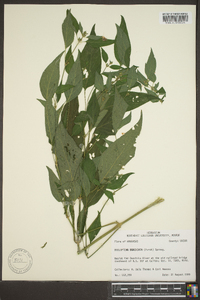 Dicliptera brachiata image