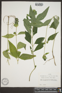 Yeatesia viridiflora image